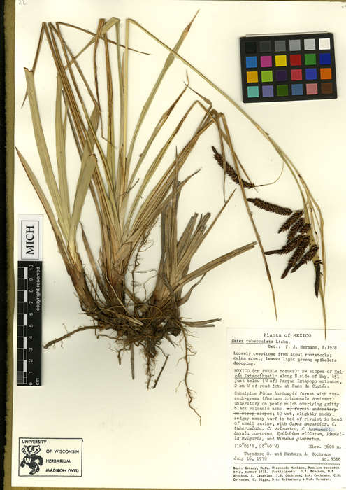 Carex transmexicana HOLO