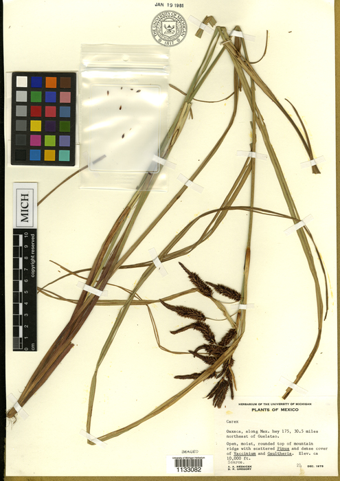 Carex xipetotecana HOLO