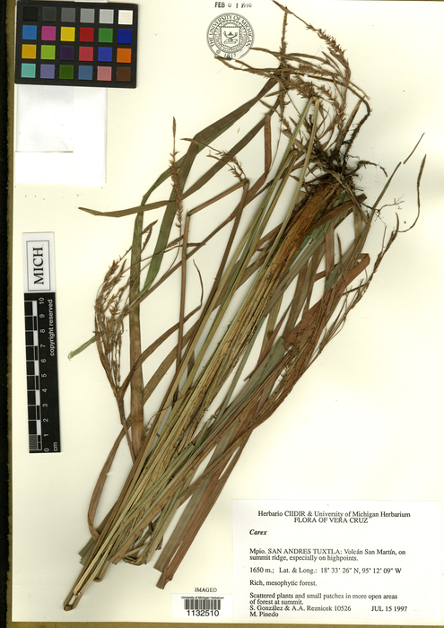 Carex tuxtleca