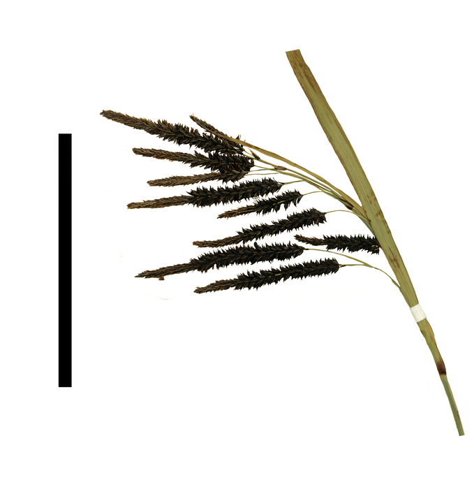 Carex artoriasii inflorescence