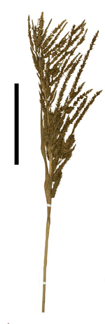 Carex aureochiapensis inflorescence