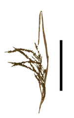 Carex breedlovei inflorescence