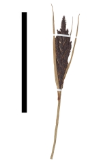 Carex canoi inflorescence
