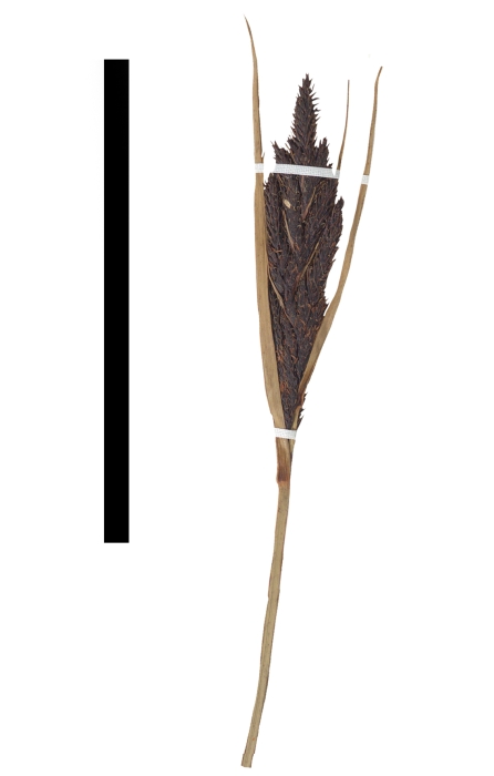 Carex canoi inflorescence