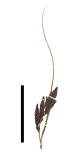 Carex catamarcensis inflorescence