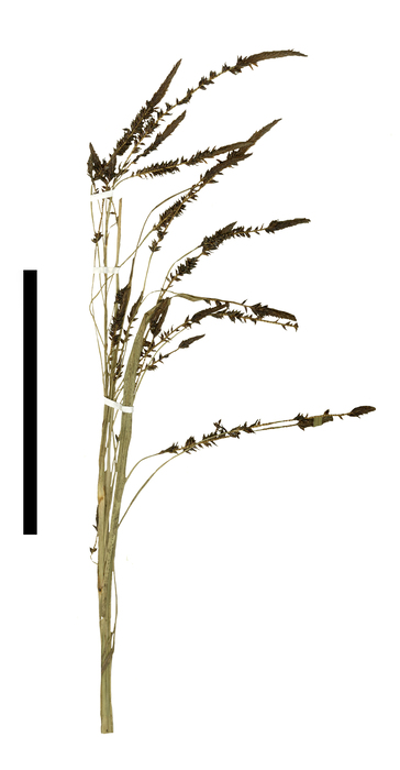 Carex catrina inflorescence