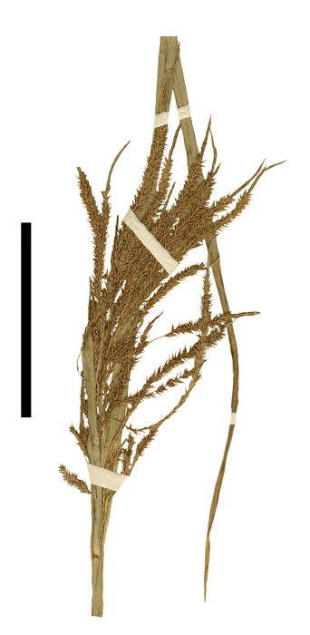 Carex chordalis inflorescence