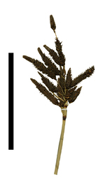 Carex colombiana inflorescence