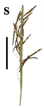 Carex comolaflor inflorescence