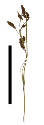Carex cortesii inflorescence