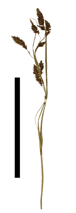 Carex cortesii inflorescence
