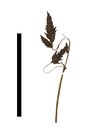 Carex crassiflora
