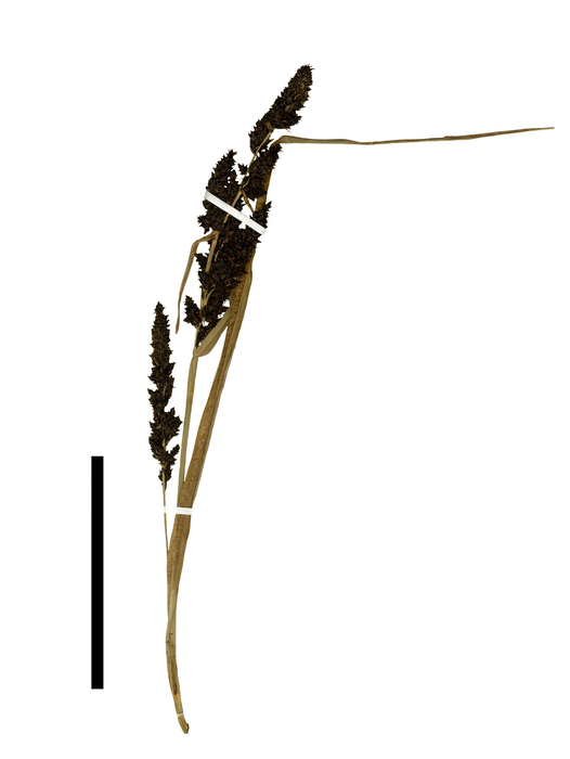 Carex david-smithii inflorescence