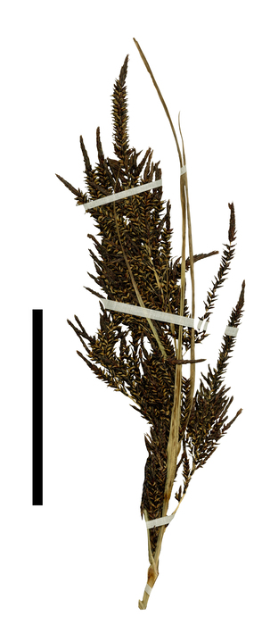 Carex donnell-smithii inflorescence