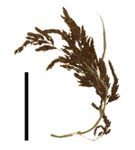 Carex fecunda inflorescence