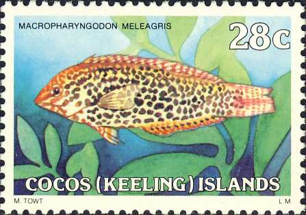 Macropharyngodon meleagris Macropharyngodon meleagris