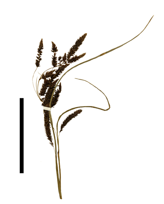 Carex galeottiana inflorescence