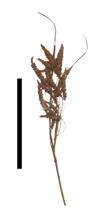 Carex jamesonii inflorescence