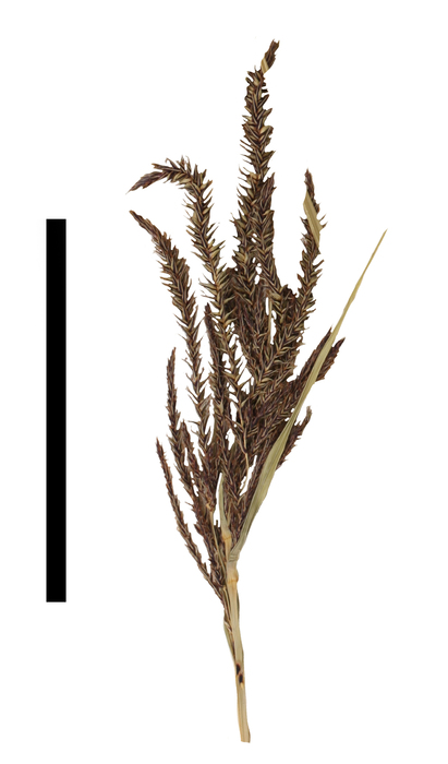 Carex jovis inflorescence