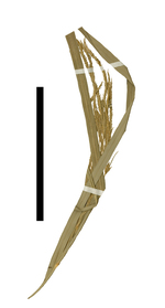 Carex lapazensis inflorescence