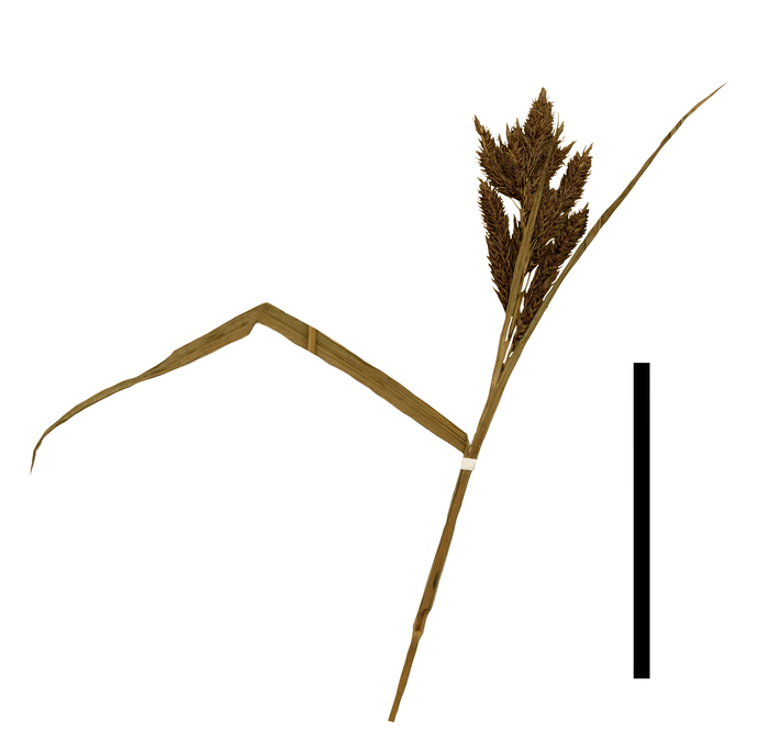 Carex lehmanniana inflorescence