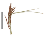 Carex melanosperma inflorescence