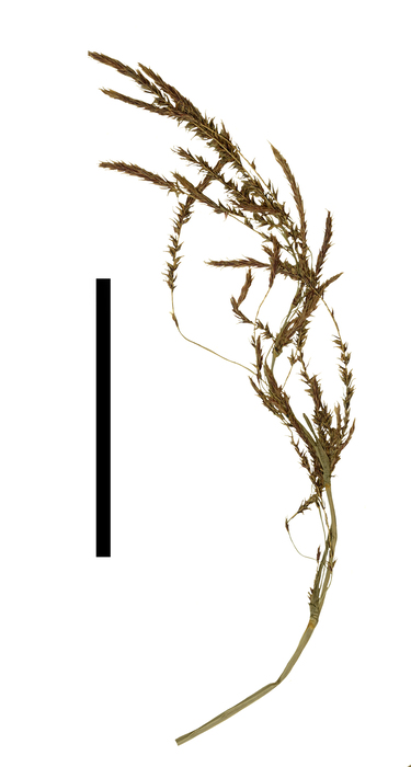 Carex mesoamericana inflorescence