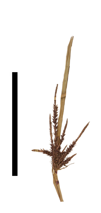Carex mikasae inflorescence