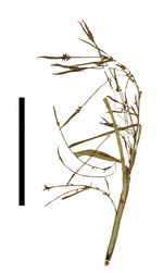 Carex nahuatl inflorescence