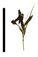 Carex orothanatica inflorescence
