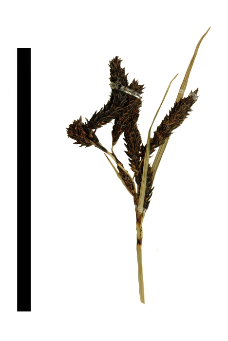 Carex orothanatica inflorescence