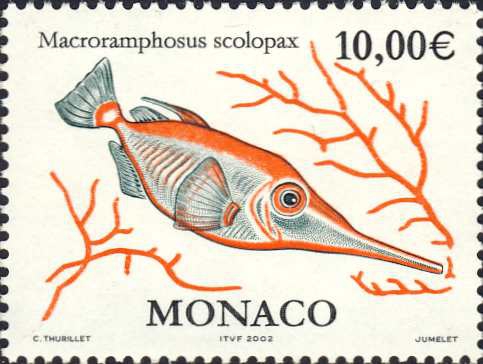 Macroramphosus scolopax Macroramphosus scolopax