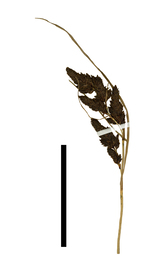 Carex pachacutecii inflorescence