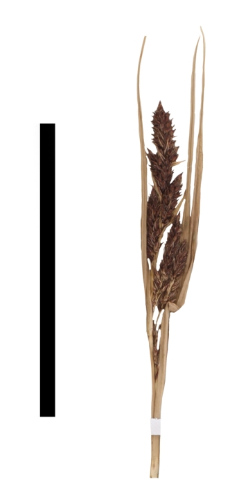 Carex perprava inflorescence