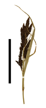 Carex pichinchensis inflorescence