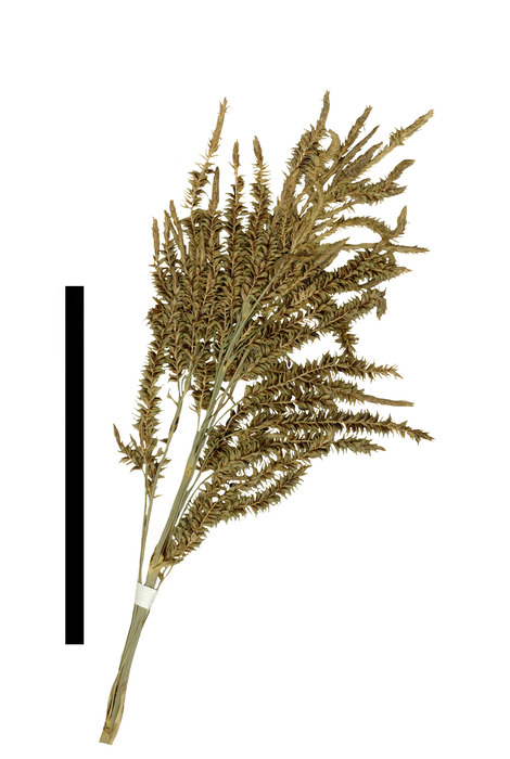 Carex purepecha inflorescence