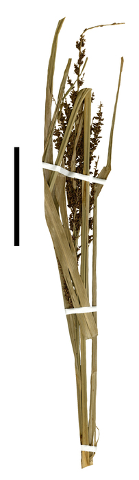 Carex regina inflorescence