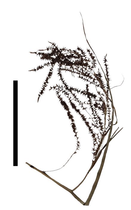 Carex siguanabae inflorescence