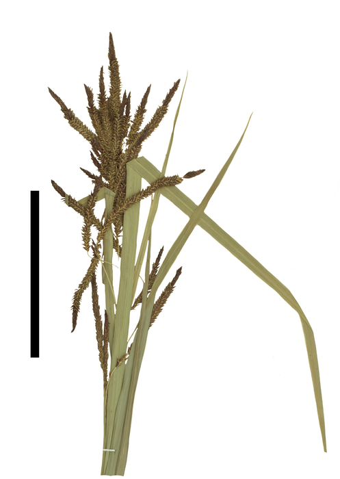 Carex spilocarpa inflorescence