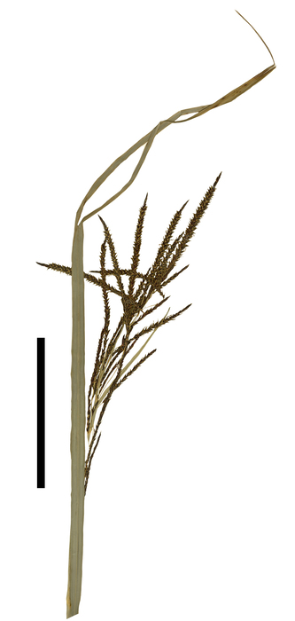 Carex tepuyana inflorescence