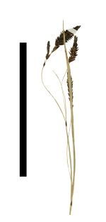 Carex tojquianensis inflorescence