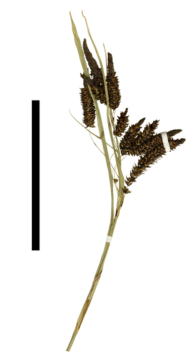 Carex transmexicana inflorescence