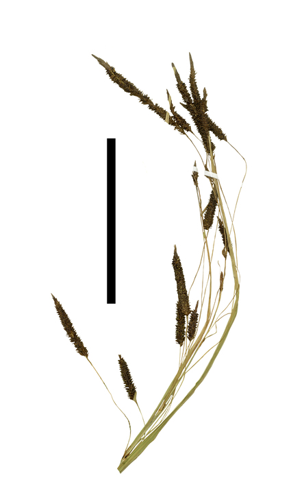 Carex tuberculata inflorescence