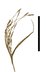 Carex tuxtleca inflorescence