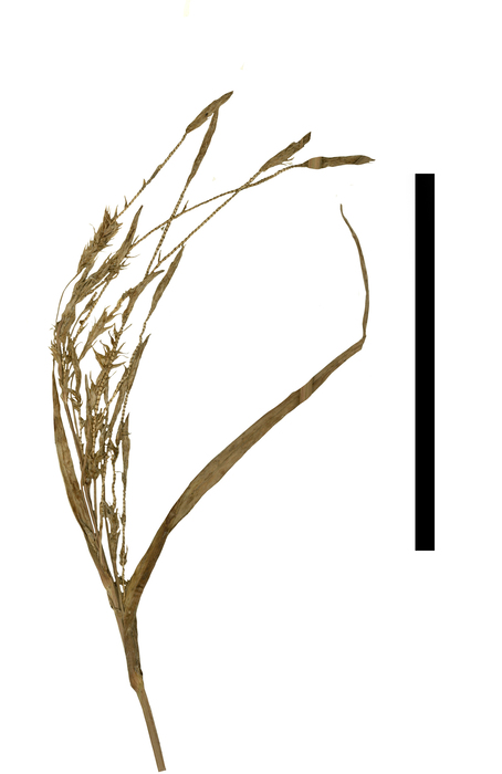 Carex tuxtleca inflorescence