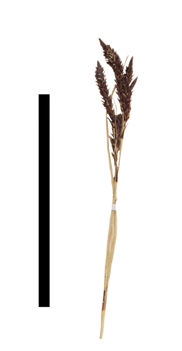 Carex via-aquae inflorescence