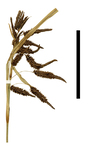 carex xipetotecana inflorescence