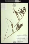 Carex chordalis epitype