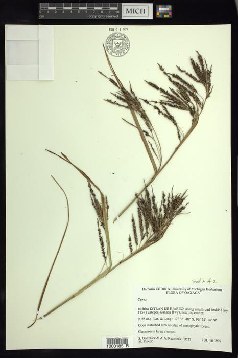 Carex chordalis epitype