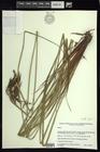 Carex chordalis epitype